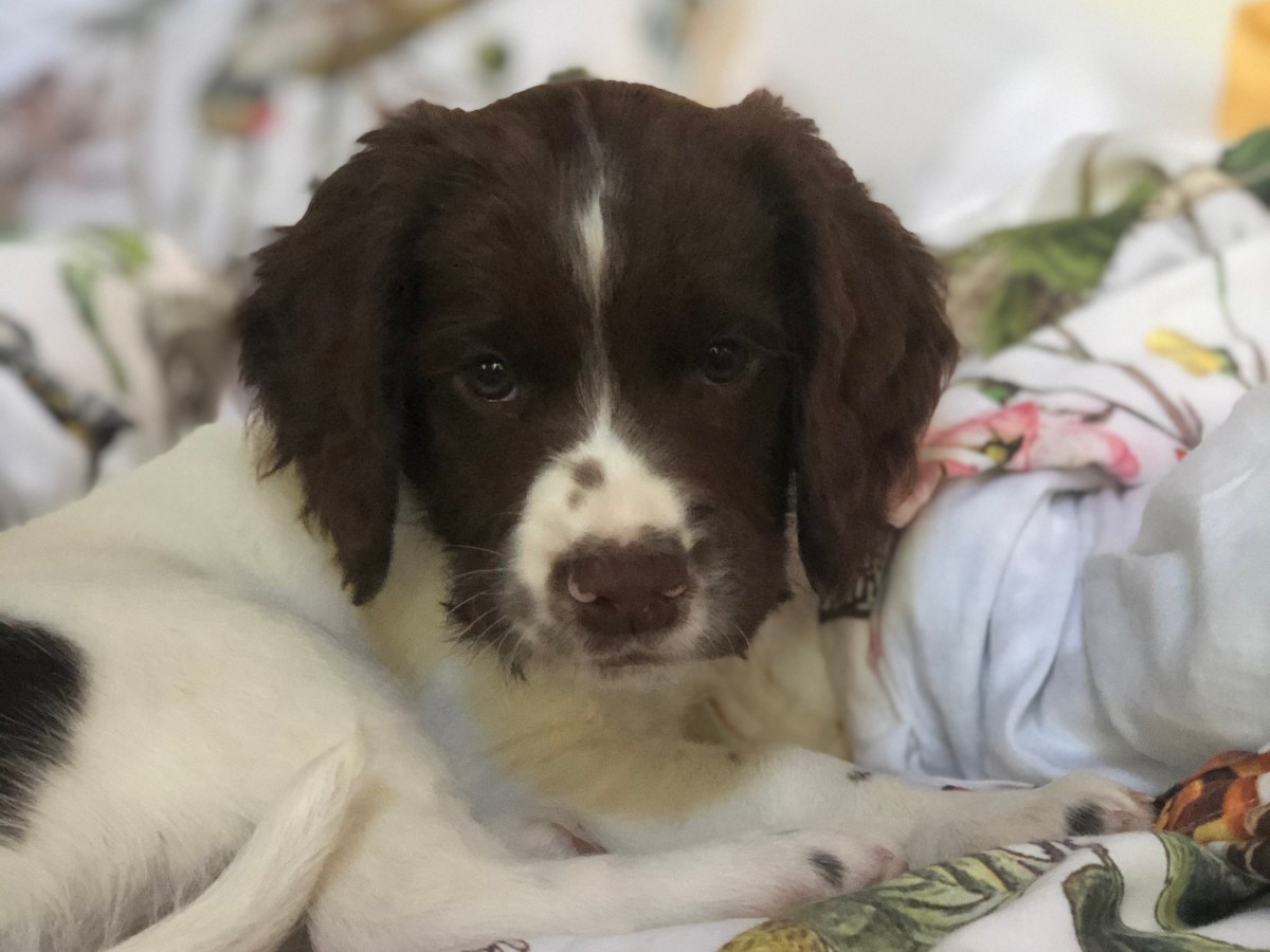 A New Addition to the&nbsp;Family