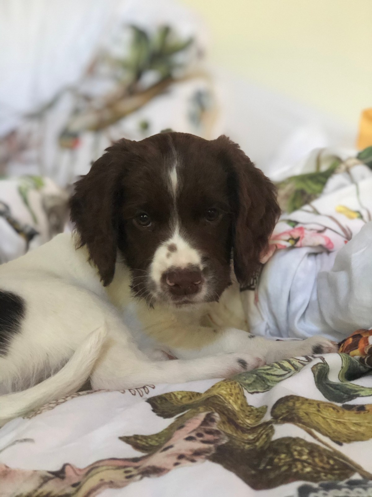 A New Addition to the&nbsp;Family